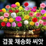 여름꽃종류 의 모든것을 공개 합니다.